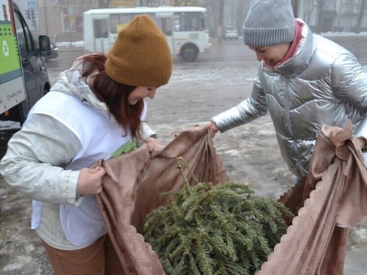 В Курске 18 января экотакси проведет акцию по сбору елок «Ёлки-щепки»