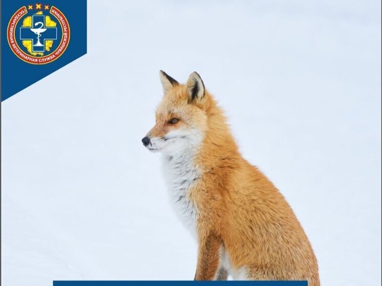 В Порецком округе введены ограничительные меры по бешенству