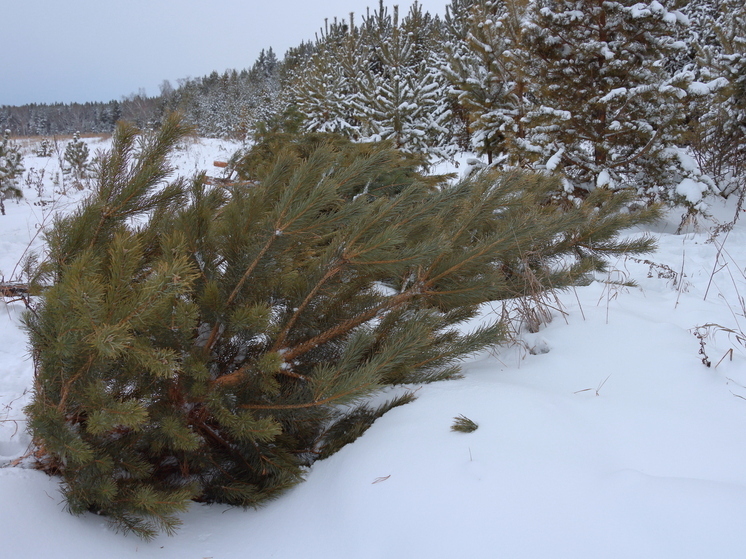 5 незаконных рубок вычислили на Южном Урале перед Новым годом