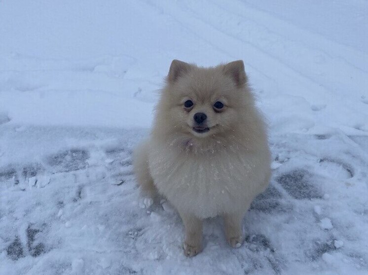 Если ваша собака не любит холод и сырость, вам не стоит ее осуждать. Лениградцам рассказали, как обеспечить комфортные и безопасные зимние прогулки для вашего питомца. Об этом написали в сообществе «Объясняем.РФ».