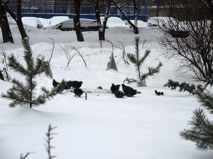 Морозы до -24°C накроют столичный регион с четверга по воскресенье