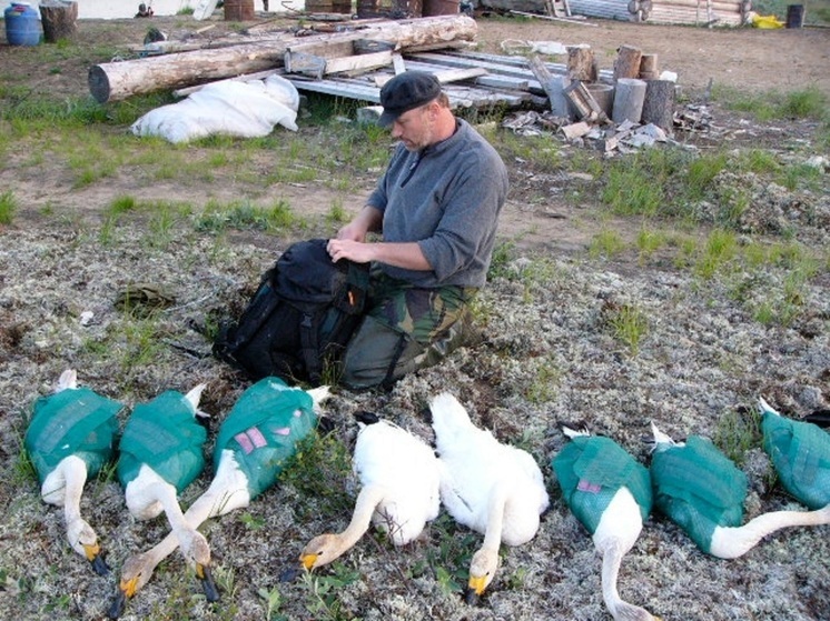 Окольцованный 20 лет назад в НАО лебедь добрался до Слимбриджа