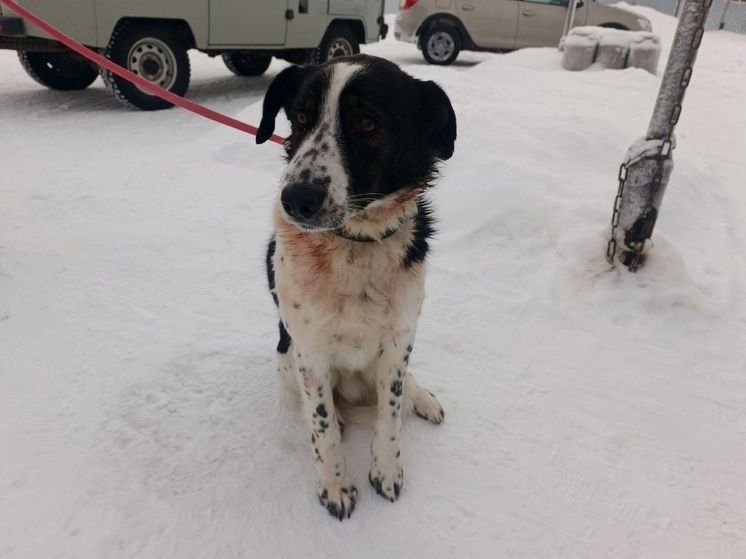 Черно-белую собаку с ранами на лапке отловили в Нарьян-Маре