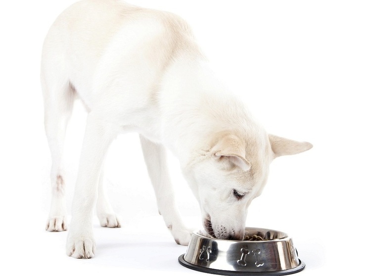 Эксперт Голубев: неправильное хранение сухого корма может стать причиной отравления собак