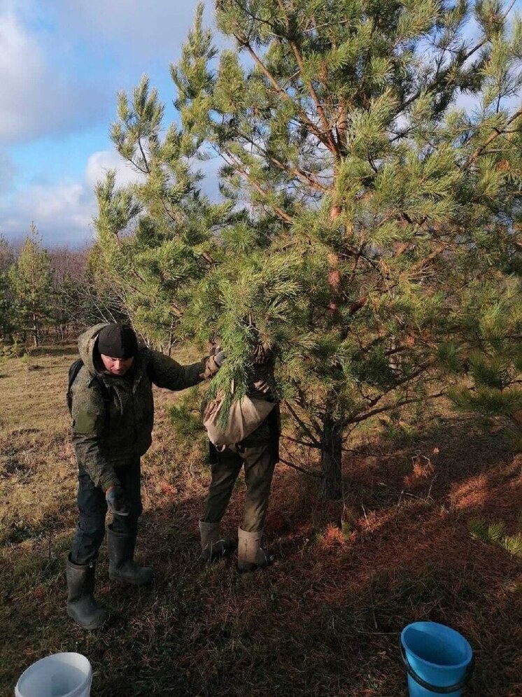 Чувашия в 2025 году заготовила почти 10 тонн лесных семян — с запасом на будущее