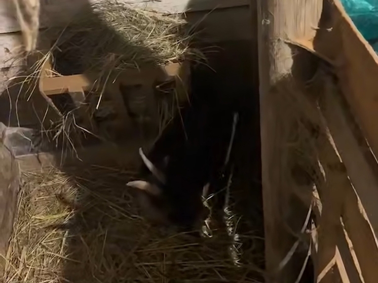 Ветврачи спасают козочку, которая съела «смертельное угощение» в донском парке «Малинки»