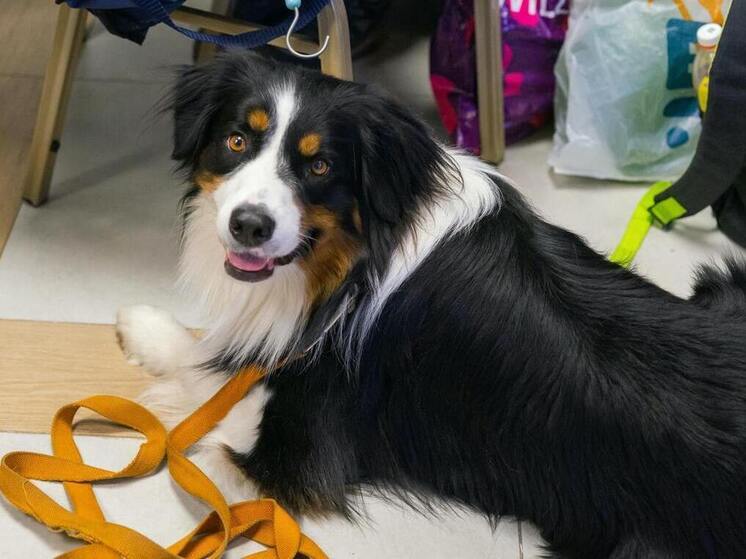 Жителей Челябинской области обязали регистрировать питомцев