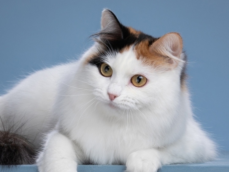Ивановская кошка названа лучшей домашней кошкой в мире