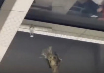 В московском торговом центре над головами людей повесили сети