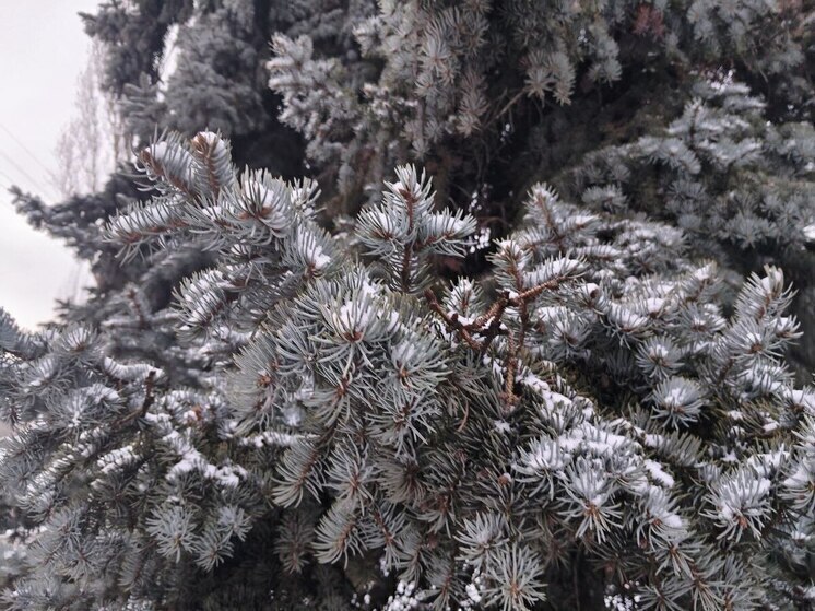 Белгородцев предупредили о 23 градусах мороза в среду