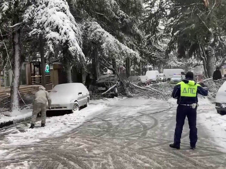 В Лазаревском районе Сочи на проезжую часть упало дерево