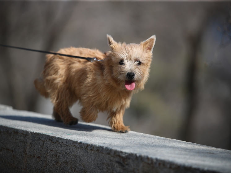 Многие волгоградцы держат дома четвероногих друзей разных пород и с разными индивидуальными особенностями