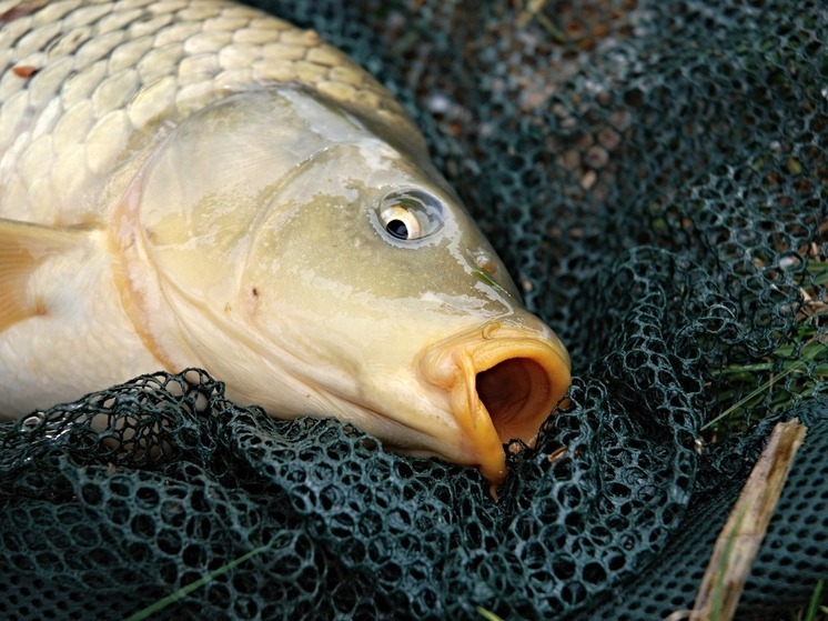 За щуку ивановский браконьер может заплатить штраф в полмиллиона