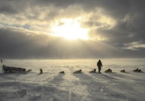 «Щенячий патруль» — это элитное подразделение датского военно-морского флота на собачьих упряжках, патрулирующее арктические пустыни Гренландии при температуре до –55 градусов по Цельсию