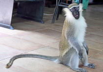 Сбежавшие обезьяны-верветки несколько дней дичают в Сент-Луисе (США), а искусственный интеллект и фейковые изображения осложняют их поимку