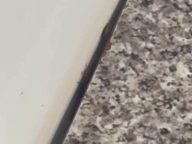 Жители Дядькова пожаловались на тараканов в местной школе