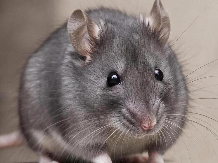 Серпуховичам напомнили об опасности мышиной лихорадки