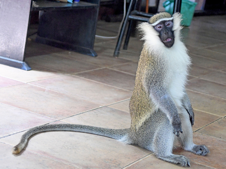 Фейковые фото от ИИ мешают поймать сбежавших в Сент-Луисе обезьян-верветок