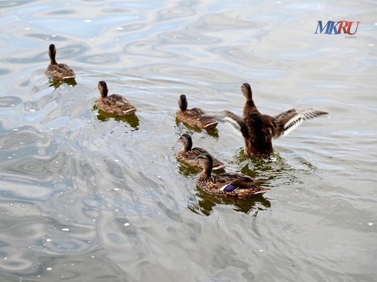 Калужан зовут посчитать зимующих птиц