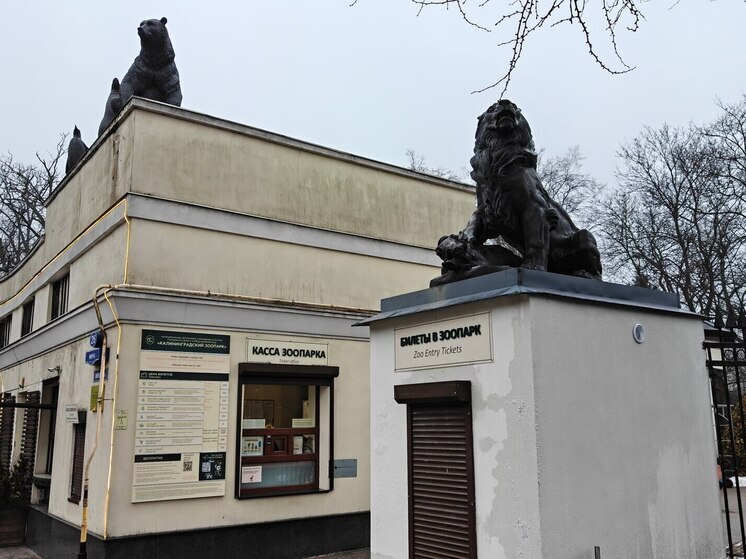 В зоопарке Калининграда хотят увековечить память о слонах после гибели Преголи