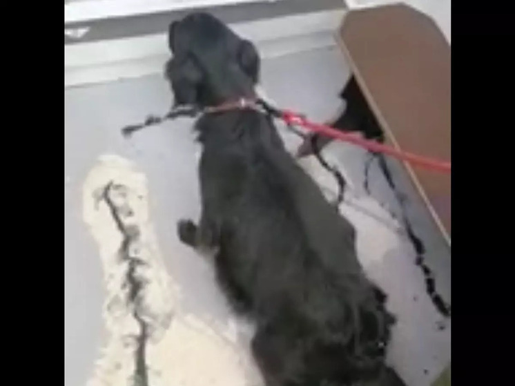 В Шахтах неизвестные выбросили больную собаку на вокзале