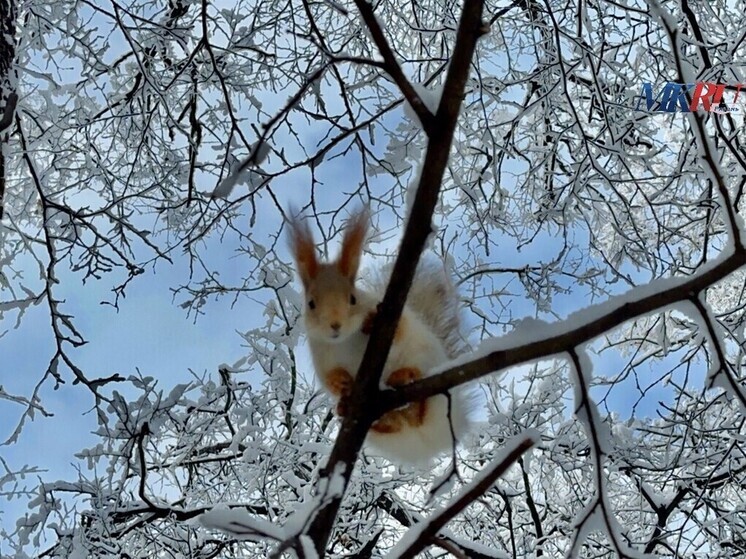 Сибирский антициклон принесёт в Рязань морозы до −28 °C