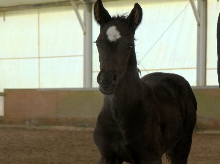 Первый жеребенок ганноверской породы в Ленобласти получила имя Примавера М