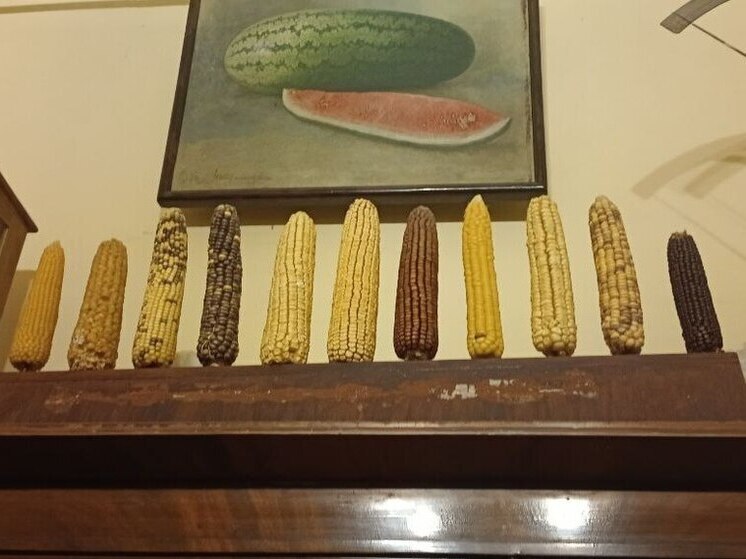 Российские ученые нашли основу для искусственной крови в зернах кукурузы