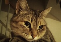 Середина января богата на церковные даты, но в народном календаре 17 января прочно закрепилось как день Зосимы Пчельника. Этот праздник, приходящийся на завершение Рождественских Святок, окутан особыми традициями, строгими запретами и верой в тонкую грань между миром людей и потусторонними силами. Вот как провести этот день в согласии с древней мудростью.