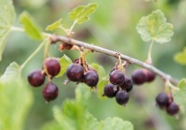 Черная смородина – это природный кладезь ценных нутриентов