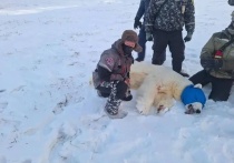 В Таймырском Долгано-Ненецком округе поймана белая медведица, напавшая на людей в начале января