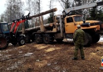 В Алтайском крае 15 человек предстанут перед судом за многомиллионную незаконную вырубку леса