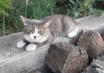 Волонтеры из команды «ЗооСпас» спасли кота, который застрял на дереве, расположенном возле ЕКАД