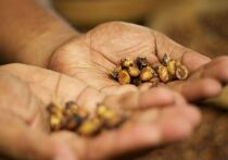 Нежный, лишённый горечи вкус одного из самых дорогих в мире сортов кофе, Black Ivory, который производят из зёрен, прошедших через пищеварительный тракт слонов, может быть секретом микроорганизмов, обитающих в кишечнике этих гигантов