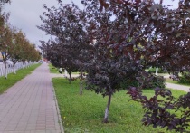 Горожане предлагают идеи для благоустройства парка через QR-код