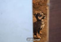 Четвёртый кассационный суд общей юрисдикции оставил без изменения обвинительный приговор по резонансному уголовному делу о хищении бюджетных средств, связанных с деятельностью частного приюта для бездомных животных в Астрахани