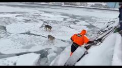 Собаки провели два дня на отколотой льдине у берегов Камчатки  