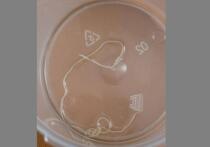 Заглянем за МКАД: чем дышит Россия сегодня? Журналисты «Московского комсомольца» в 78 регионах России внимательно следят за всем, что происходит в стране – от громких происшествий до повседневных проблем и радостей