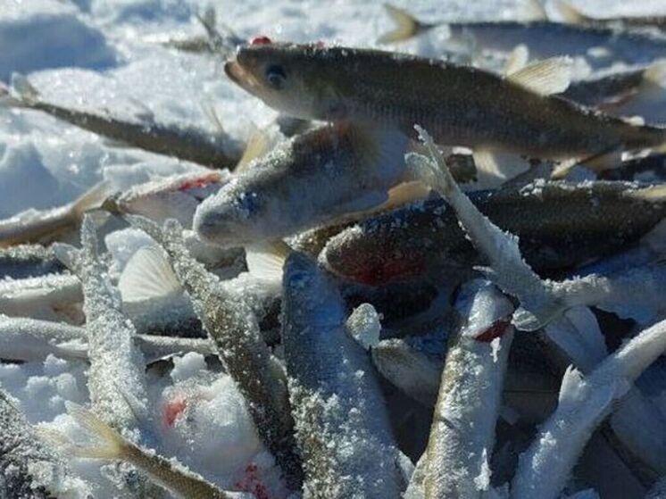 На Чукотке в 2026 году разрешён вылов более 550 тонн гольца и корюшки