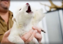 Биотехнологическая компания, которая вернула к жизни “лютоволков”, представила проект “современного Ноева ковчега”, предназначенного для защиты наиболее уязвимых видов на планете