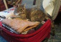 Планирование отпуска — это всегда приятные хлопоты, однако за яркими картинками отелей и обещаниями идеального сервиса часто скрываются юридические тонкости, о которых туристы вспоминают только при возникновении проблем.