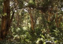 Ужасное открытие дало новые ответы на загадку исчезновения бельгийской туристки в австралийской глуши