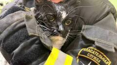 Спасатели достали кота из стиральной машины в Москве