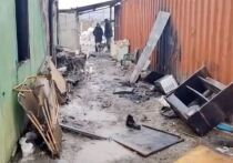 В астраханском приюте для животных Верный друг произошел пожар, в результате которого погибли четыре собаки