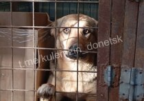 Почти половина из отловленных животных прошли необходимые профилактические мероприятия