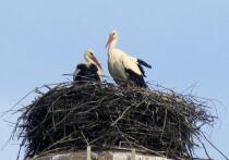 Троицкий суд столицы вынес приговор 44-летнему ветеринарному врачу частного зоопарка «Планета обезьян»