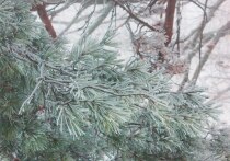 Сильные морозы не отступят в Мурманской области на предстоящих выходных.