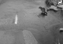 В Лапландском заповеднике проверили фотоловушки, установленные в бобровых местах, около бобровой плотинки