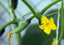 Иногда даже огурец может быть героем многочисленных мемов и флешмобов