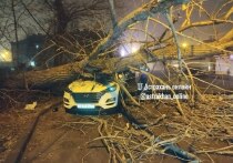 В Астрахани на улице Пороховой, 18, упавшее дерево повредило припаркованный автомобиль и частично перекрыло проезжую часть